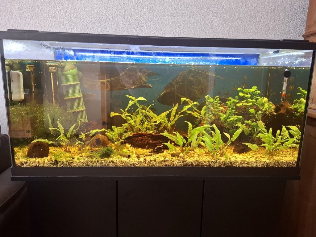 EHEIM Aquarium LED 180 L + kast + ancistrus + vuurgarnalen, Ophalen, Inclusief controller, Eheim, Gevuld zoetwateraquarium