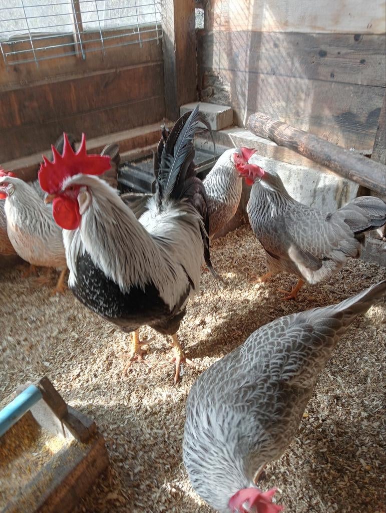 Broedeieren leghorn zilverflitter (zilverpatrijs), Dieren en Toebehoren, Geslacht onbekend, Kip