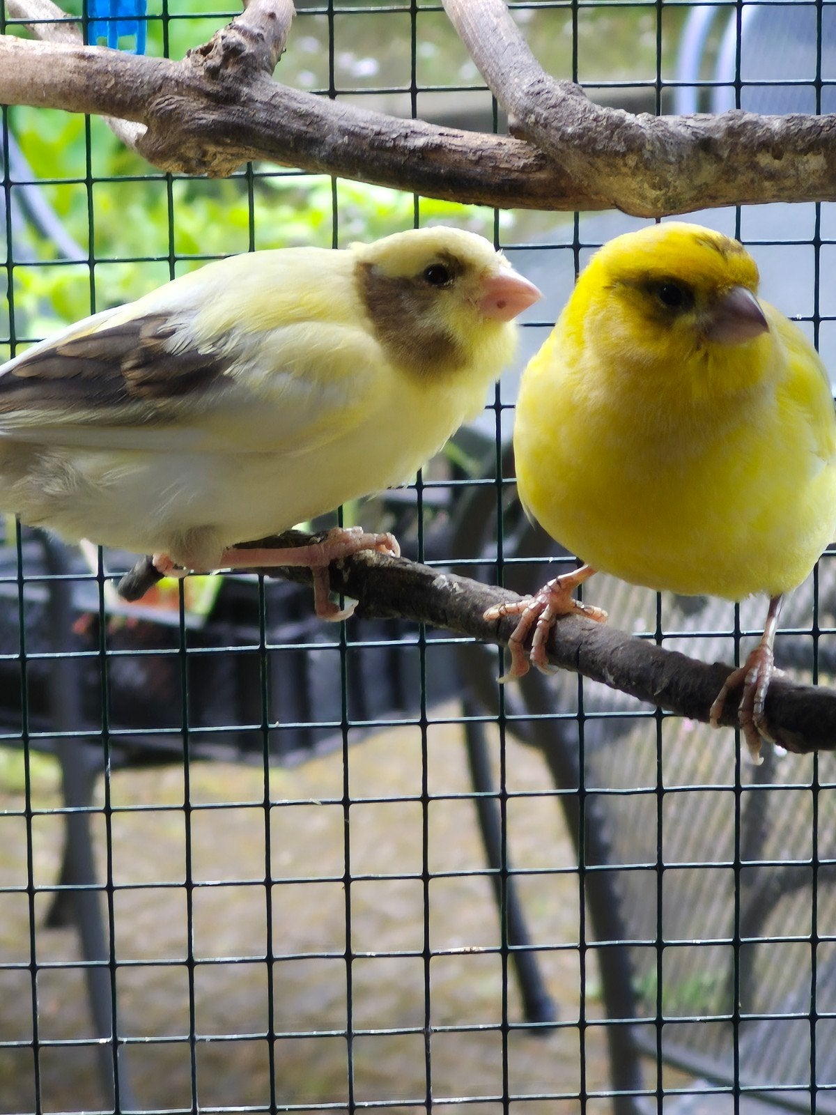 Mooie jonge kanaries, Dieren en Toebehoren, Meerdere dieren, Kleurkanarie