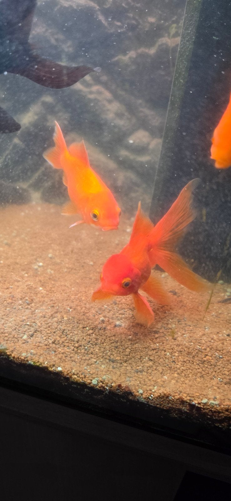 5 goldfish  - 2 orange 2 black  ( big eyes) 1 Normal long fi, Dieren en Toebehoren, Vis