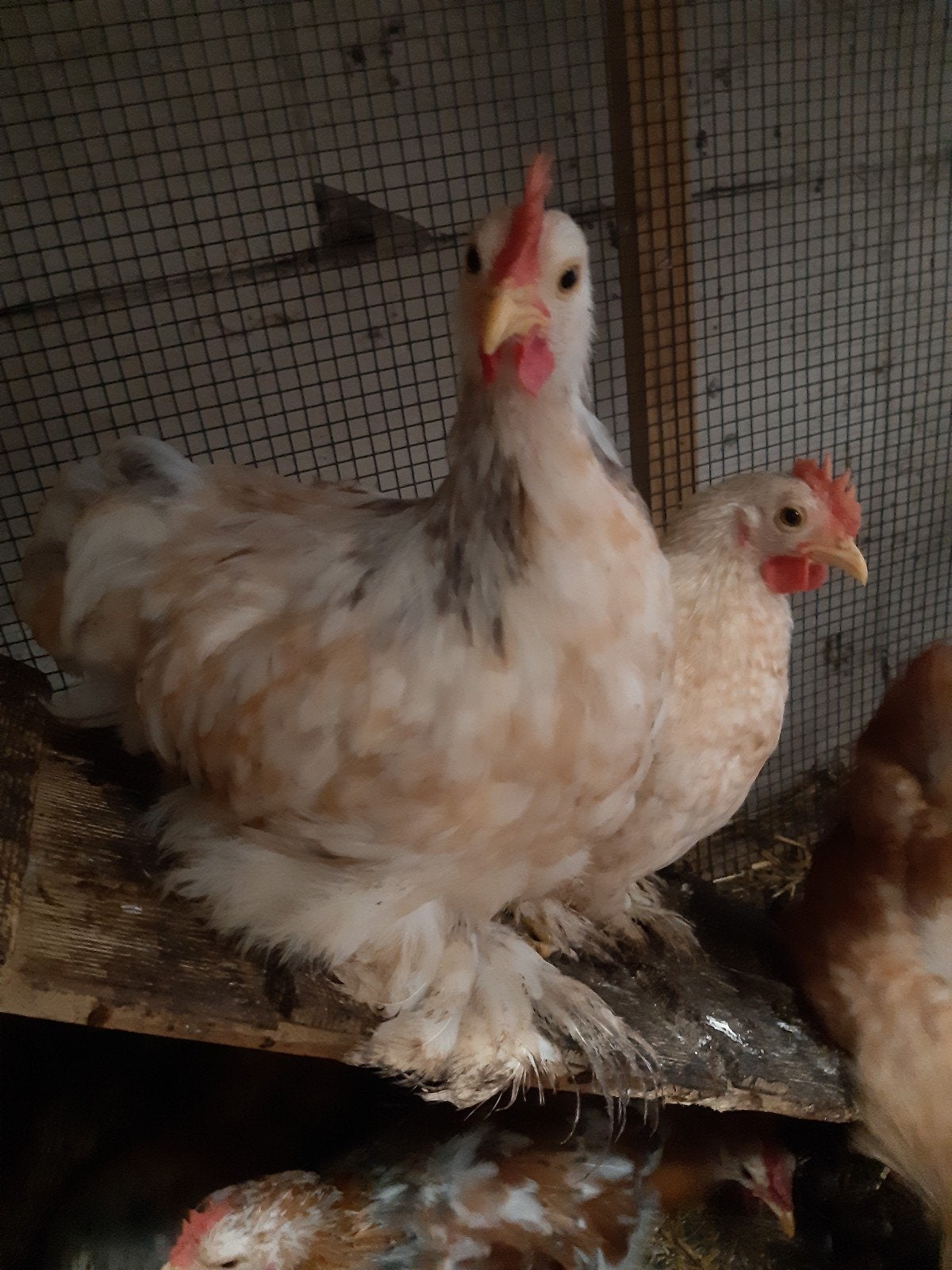 cochin krielhanen te koop, Dieren en Toebehoren, Mannelijk, Kip