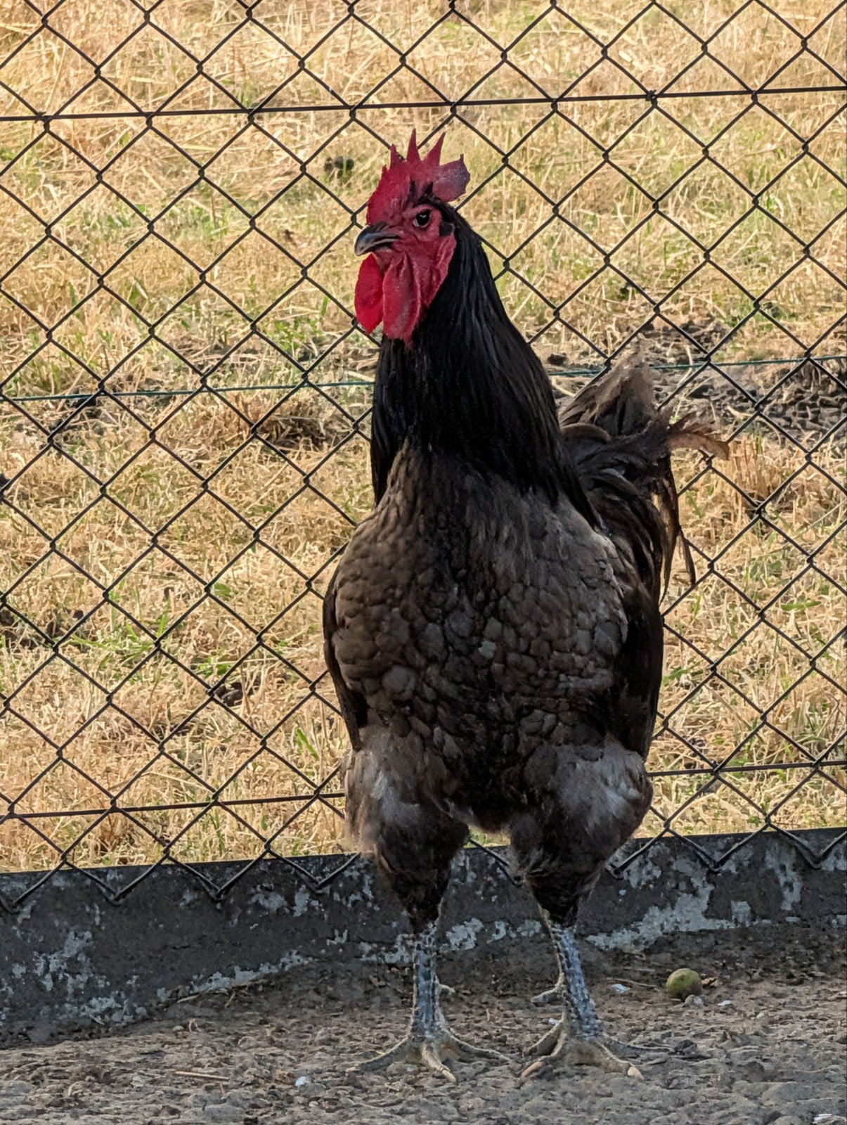Jersey Giant haan blauw, Dieren en Toebehoren, Pluimvee, Mannelijk, Kip