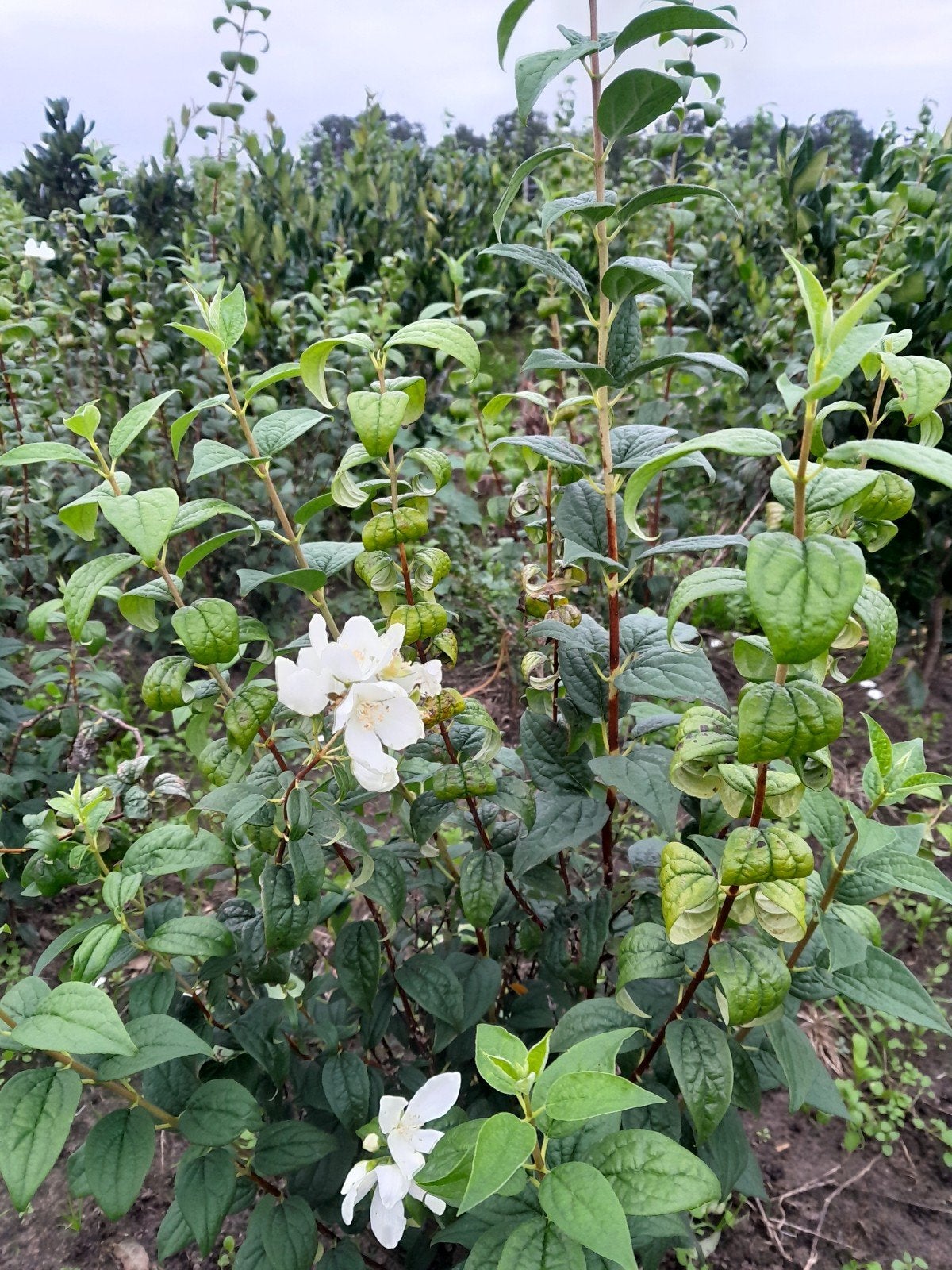 Philadelphus 'Snowbelle' - Boerenjasmijn, Tuin en Terras, Overige soorten, Volle zon, Vaste plant, Ophalen of Verzenden
