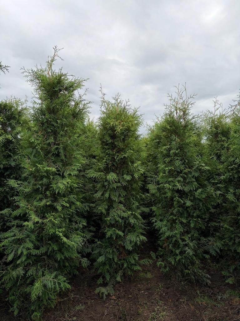 Thuja occ. Brabant te koop, Ophalen of Verzenden, Conifeer, Haag, 100 tot 250 cm