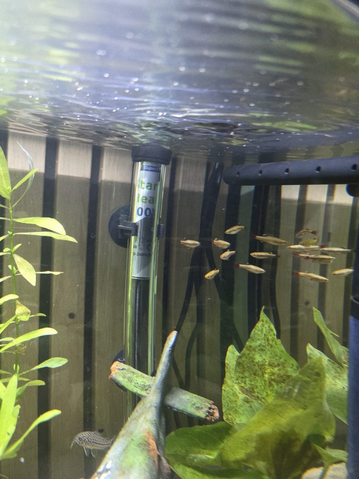 2 Pantsermeervallen en 8 Gouden Chinese danio, Dieren en Toebehoren, Vis