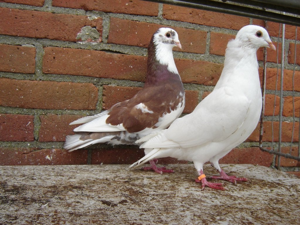 Sierduiven *, Dieren en Toebehoren, Vogels | Duiven, Meerdere dieren, Overige soorten