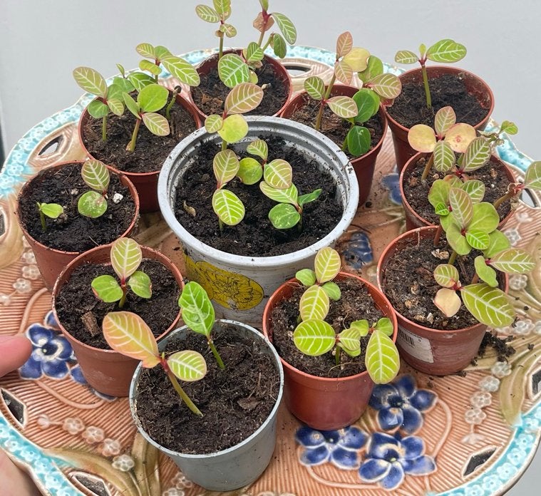 Madagascar Jewel zaailingen - Euphorbia leuconeura, Huis en Inrichting, Kamerplanten, Ophalen, Halfschaduw, Minder dan 100 cm