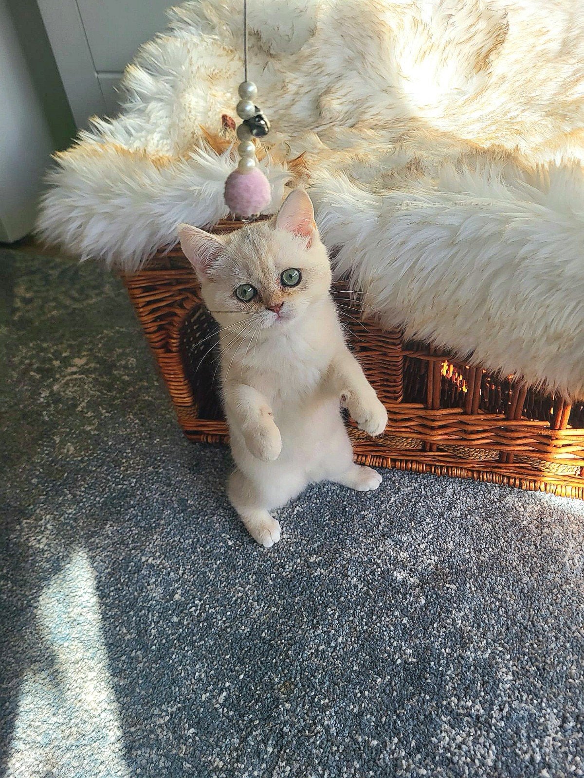 Brits / Britse Korthaar kittens (12 wk) – Ingedekt, gechipt, Poes, Gechipt, 0 tot 2 jaar