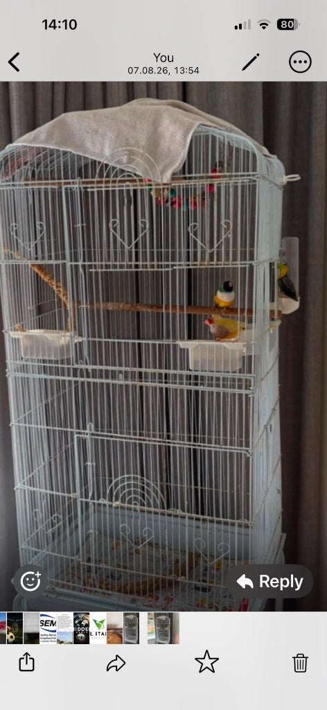 Lutino Gouldamadine Koppel met Kooi zoekt liefdevol thuis, Dieren en Toebehoren, Vogels | Parkieten en Papegaaien, Meerdere dieren