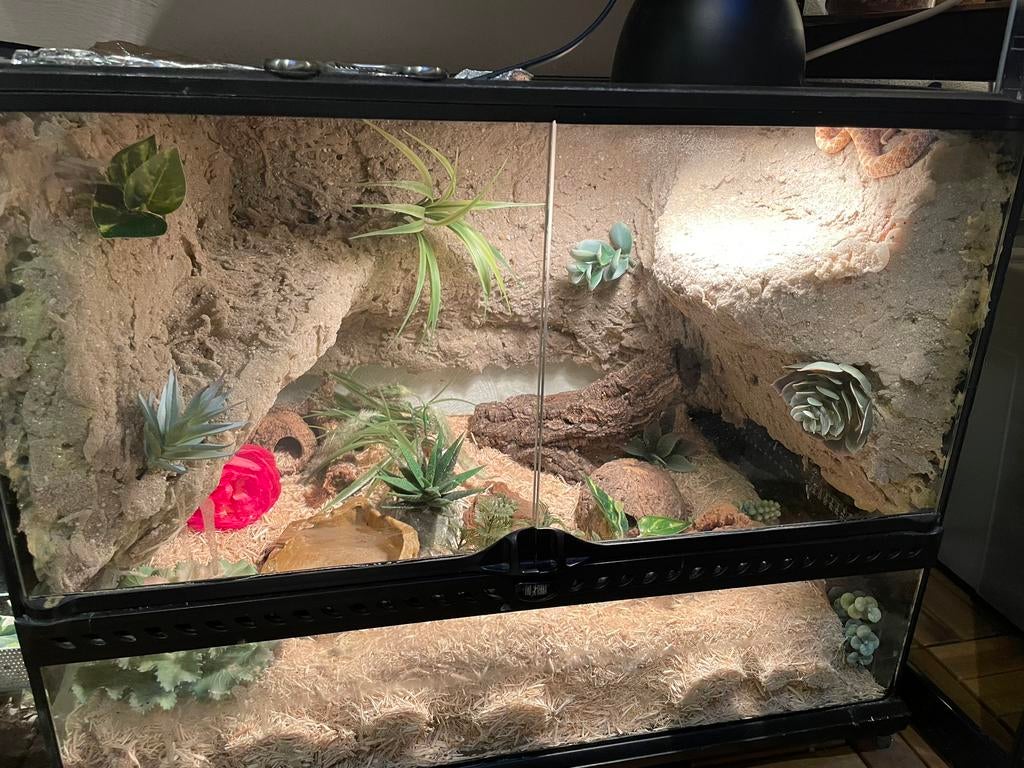 Exo terra terrarium 60x45x45 met achterwand, Dieren en Toebehoren, Reptielen en Amfibieën | Toebehoren, Ophalen, Gebruikt, Terrarium of Paludarium