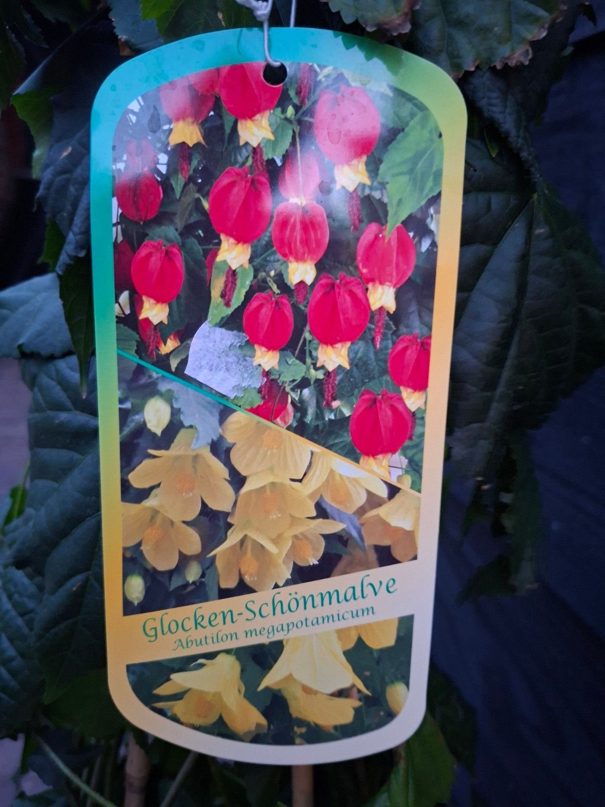 Mooie Abutilon(chinese klokjes)...120 hoog, Ophalen