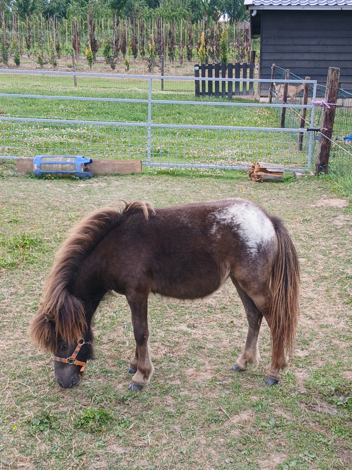 te koop een mooie appaloosa jaarling merrie, Merrie, 0 tot 2 jaar, A pony (tot 1.17m), Gechipt