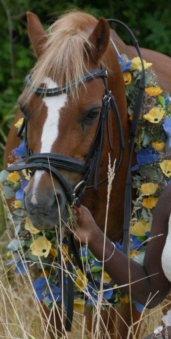 betaalbare paarden stalling, Stalling