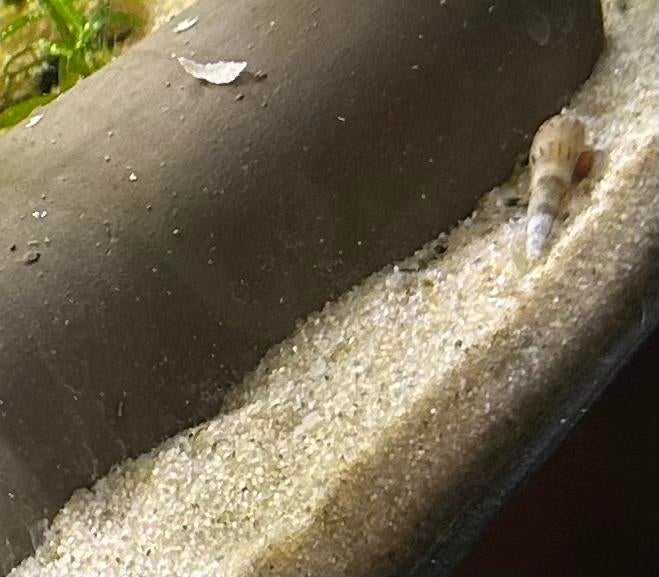 Torenslakken, Dieren en Toebehoren, Slak of Weekdier