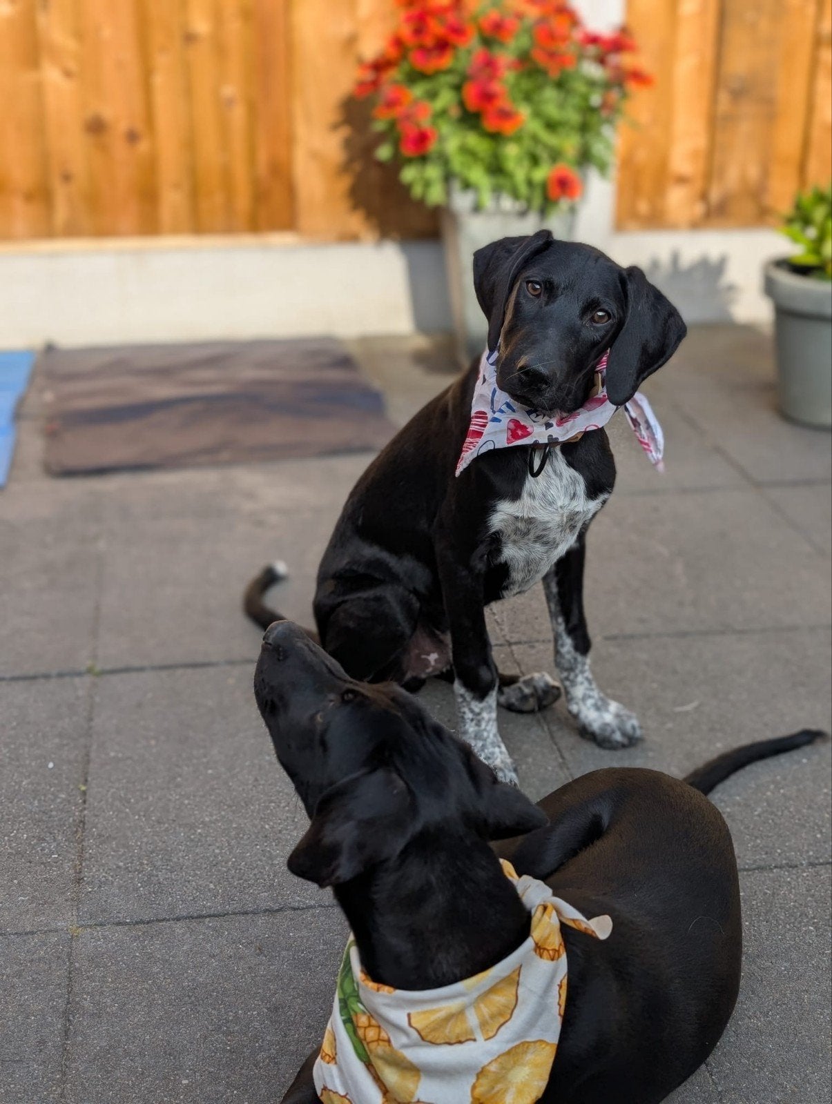 Maak kennis met Jerom(meke)., Particulier, 15 weken tot 1 jaar, Buitenland, Parvo
