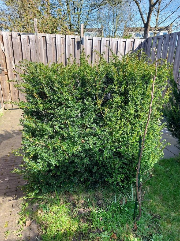 2 taxus struiken 1,20x1,20m, Ophalen, Bloeit niet, Overige soorten, Volle zon