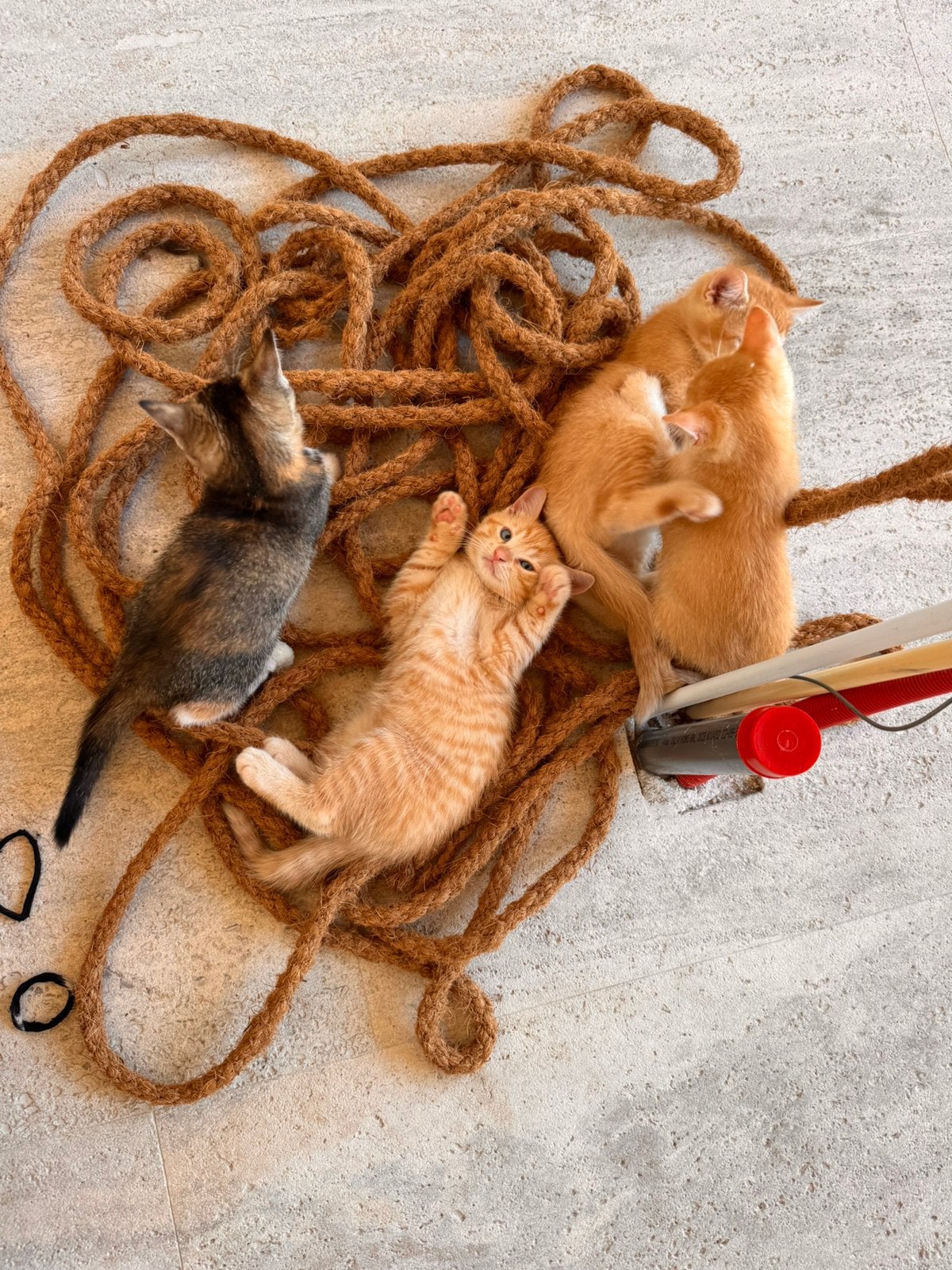 4 Lieve Kittens nog een beschikbaar (1x Ingeënt), Dieren en Toebehoren, Meerdere dieren, Ontwormd, 0 tot 2 jaar
