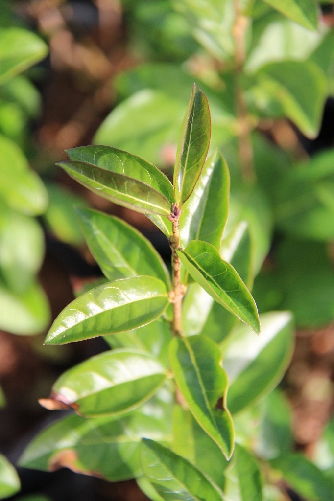 Haagliguster / Ligustrum ovalifolium, Ophalen of Verzenden, Liguster, Haag, 100 tot 250 cm