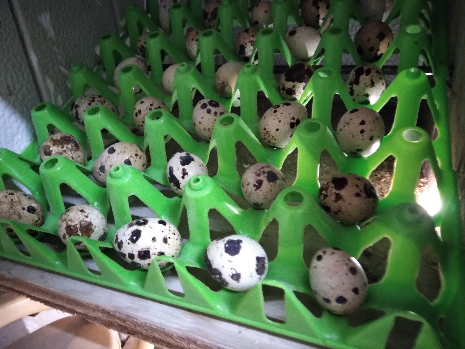 Broedeieren van Japanse en Jumbo kwartels en Chinese dwergkw, Dieren en Toebehoren, Pluimvee | Toebehoren, Ophalen of Verzenden