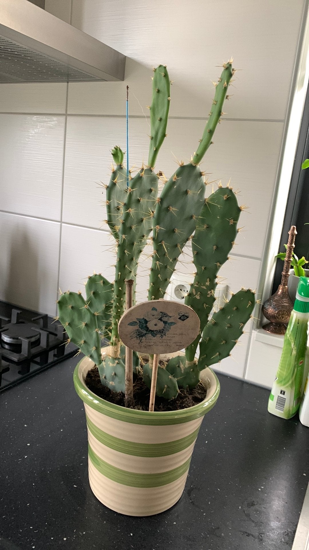 Cactus plant met pot€15, Huis en Inrichting, Ophalen, Cactus, Volle zon, Minder dan 100 cm