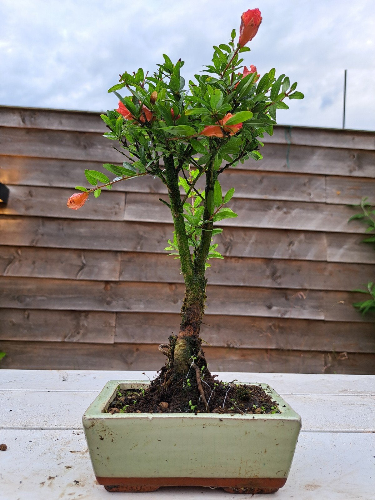 Leuke granaatappel bonsai in bonsai schaal, Ophalen of Verzenden