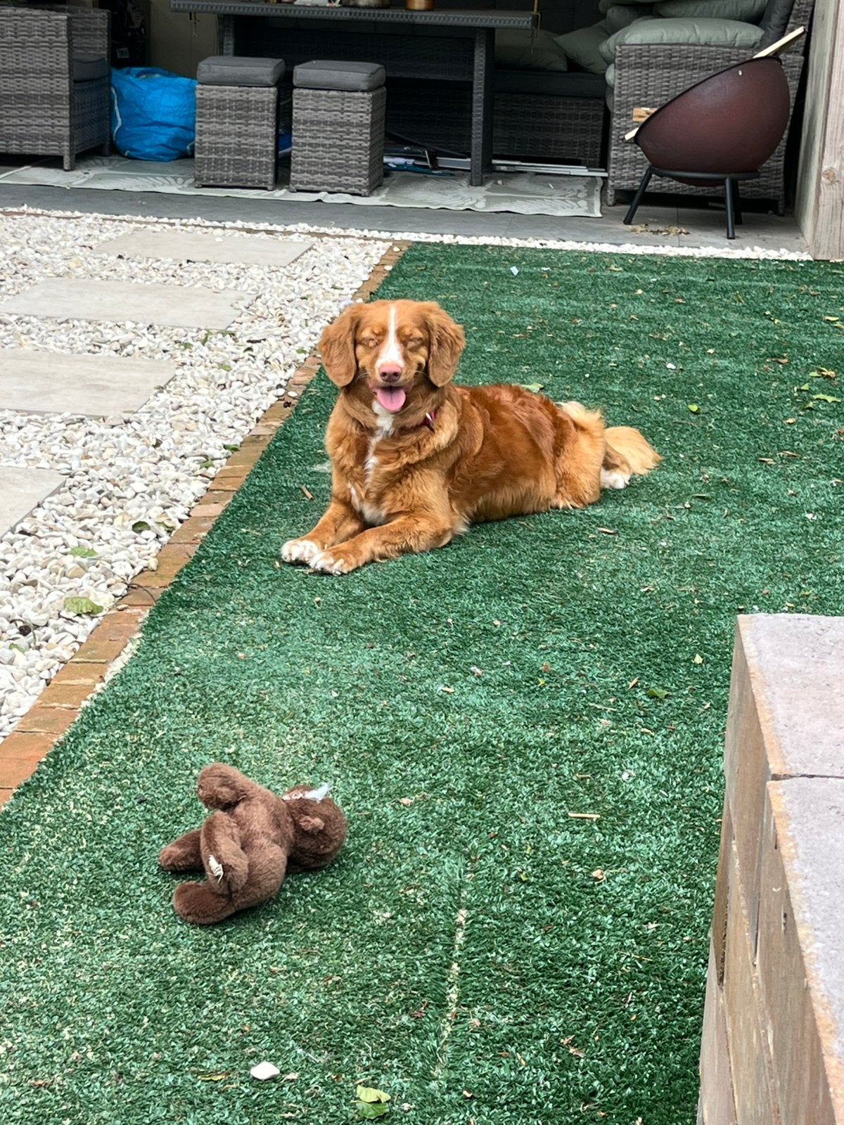 Nova Scotia duck tolling retriever pups, HCC (leverziekte), Overige rassen, 8 tot 15 weken, Meerdere