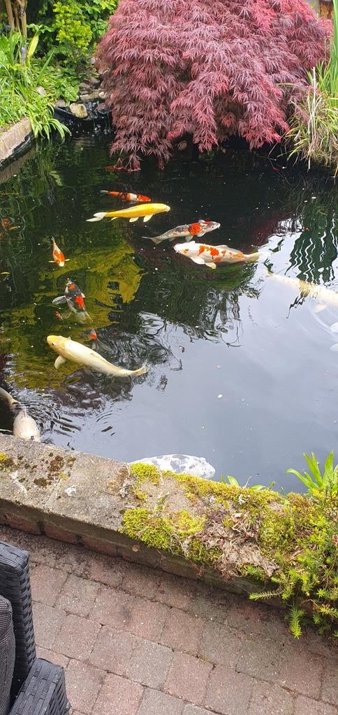 Alles in een koop, Tuin en Terras, Vijvers, Ophalen of Verzenden, Gebruikt