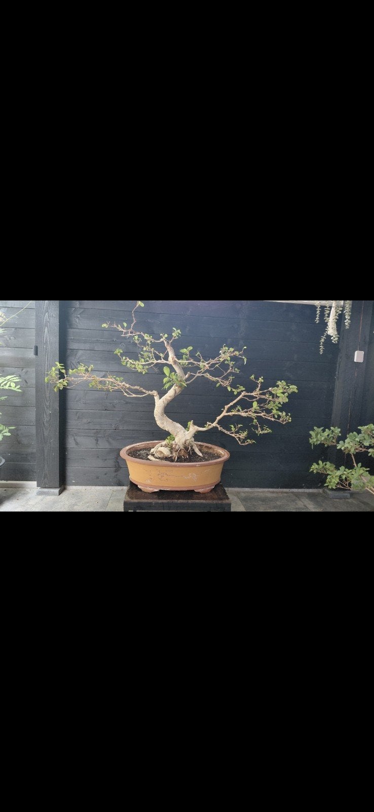 ficus bonsai XXL, Tuin en Terras, Bloeit niet, Halfschaduw, Minder dan 100 cm, Overige soorten