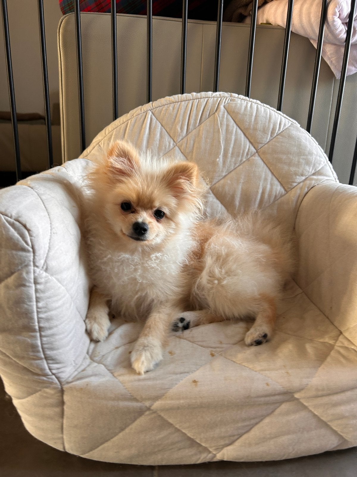 🐶Pomeranian🐶, België, Particulier, Overige rassen, 8 tot 15 weken