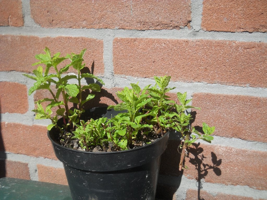 Munt Biologisch, Ophalen of Verzenden, Kruiden, Volle zon