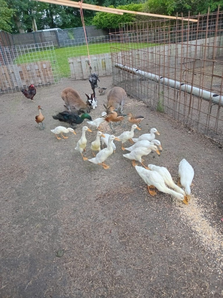 Witte loopeenden 2026, Dieren en Toebehoren, Pluimvee, Meerdere dieren, Eend