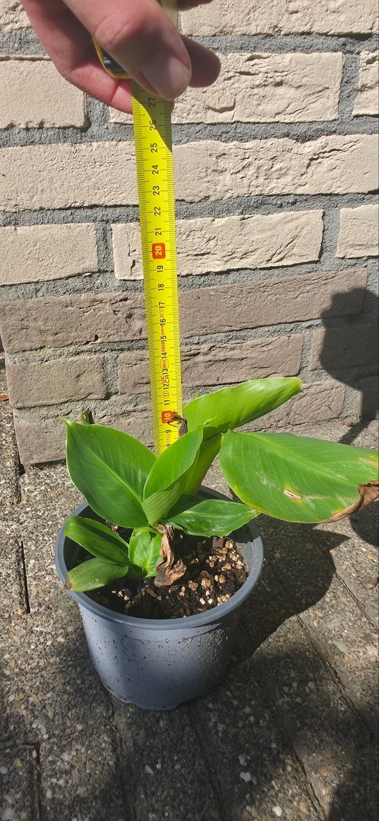 Musa acuminata 'Dwarf Cavendish' bananenplant, Ophalen, Volle zon, Vaste plant, Bloeit niet