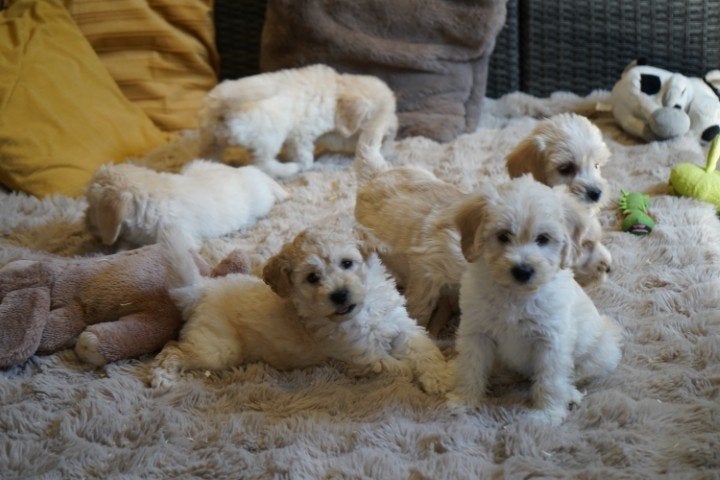 Mooie medium boomer pups kruising labradoodle., Nederland, Parvo, Overige rassen, 8 tot 15 weken