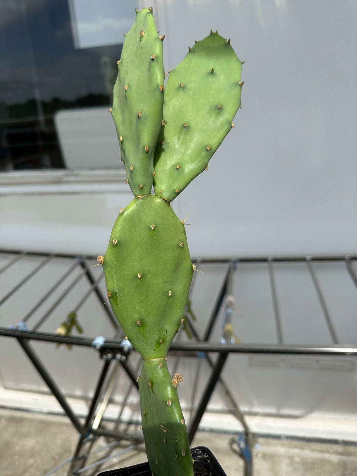 Cactus kamerplant, Tuin en Terras, Planten | Tuinplanten, Ophalen, Overige soorten, Volle zon