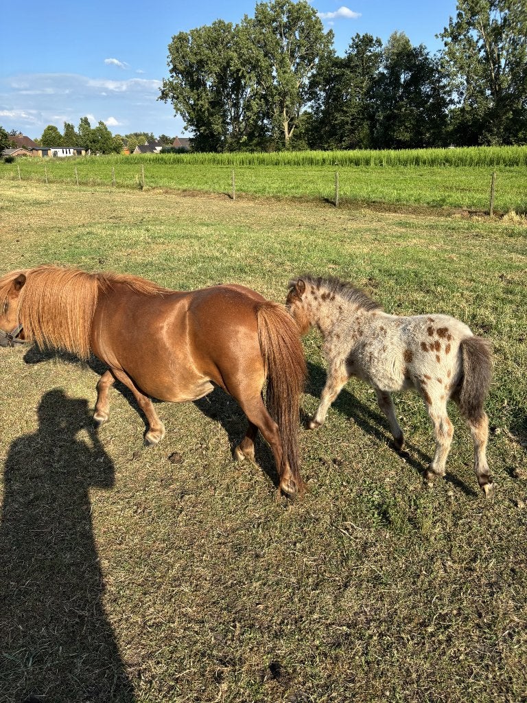 Sjetland pony, Dieren en Toebehoren, Merrie