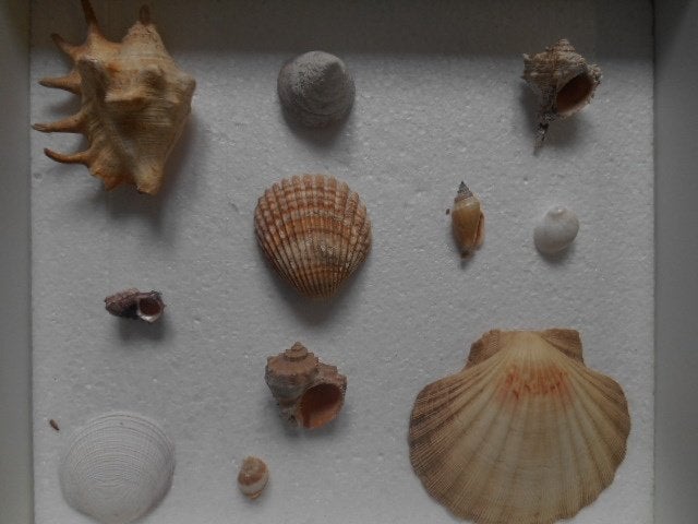 Verzameling schelpen 11x, Verzamelen, Mineralen en Fossielen, Ophalen of Verzenden, Schelp(en)