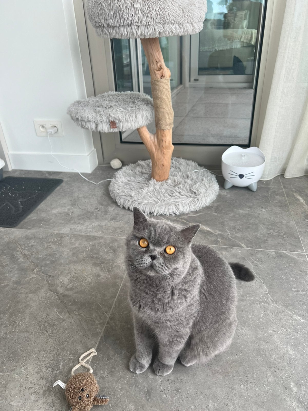 Mooi kat te koop met alle spullen, Dieren en Toebehoren, Katten en Kittens | Raskatten | Korthaar, Kater