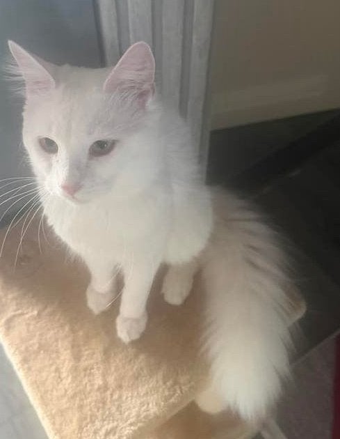 Kat sam🦋, Dieren en Toebehoren, Katten en Kittens | Raskatten | Langhaar, Kater