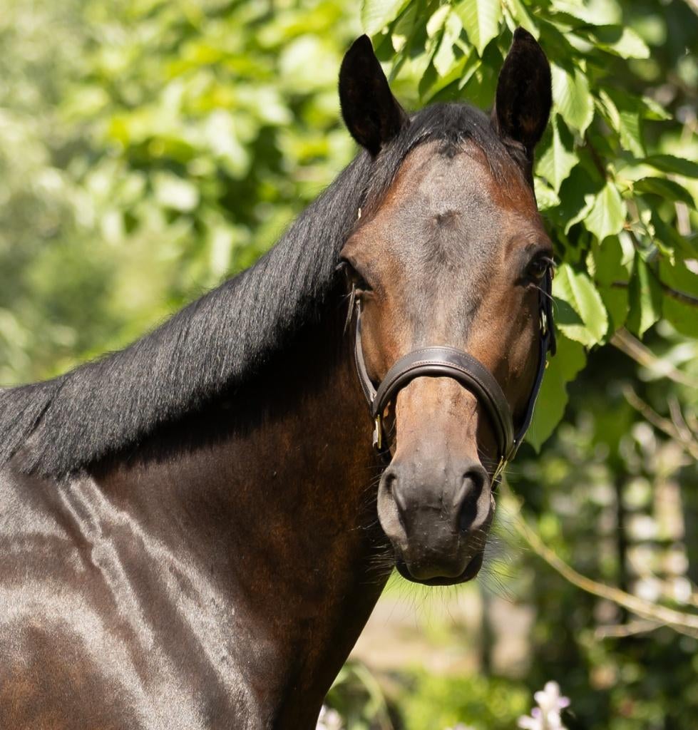 11 jarige brave KWPN merrie Desperado * Metall, Dieren en Toebehoren, Merrie, 160 tot 165 cm, 11 jaar of ouder, Recreatiepaard