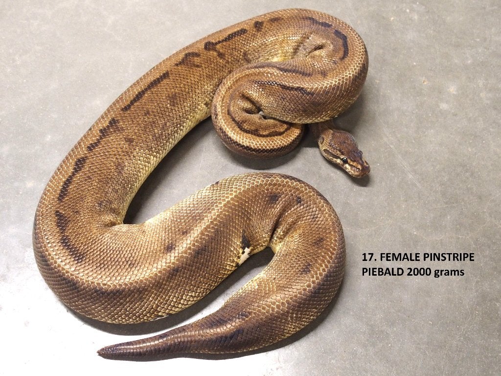 Koningspythons halwas en volwassen kweekdieren deel 1 Ball Python photo 17