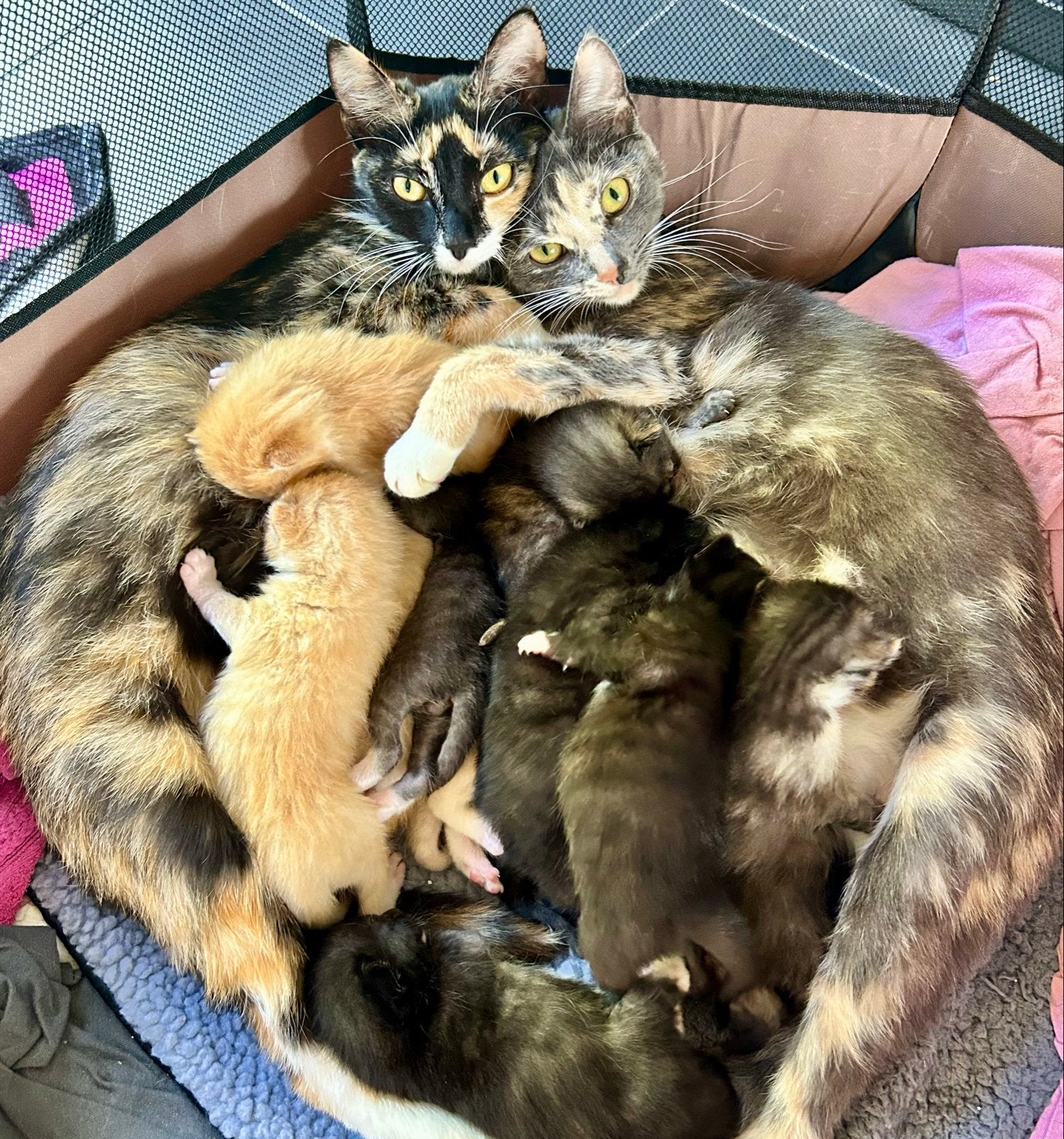 Kittens, Dieren en Toebehoren, Katten en Kittens | Overige Katten, Poes