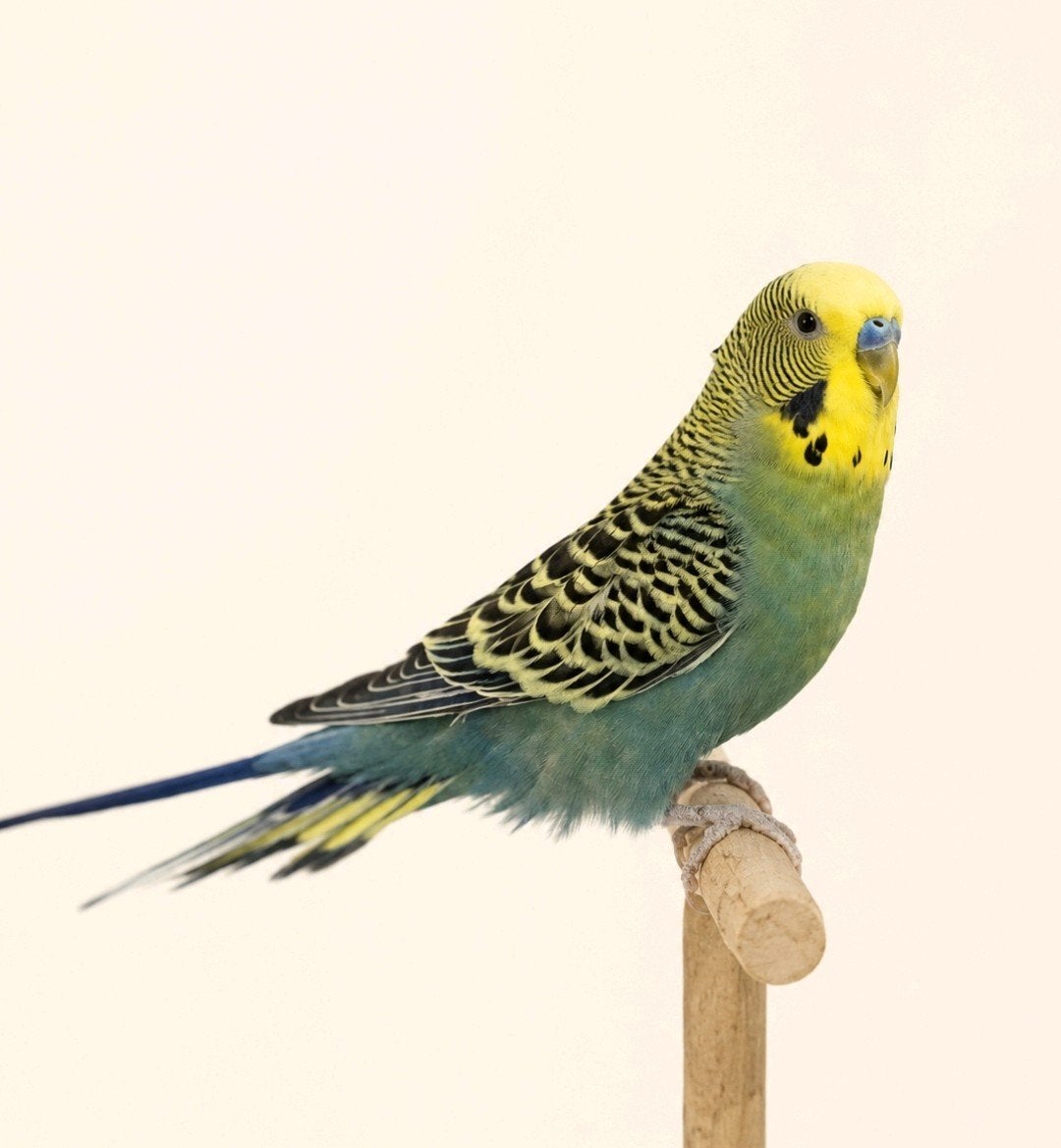 Jonge grasparkiet man, Dieren en Toebehoren, Vogels | Parkieten en Papegaaien, Mannelijk, Parkiet, Tam