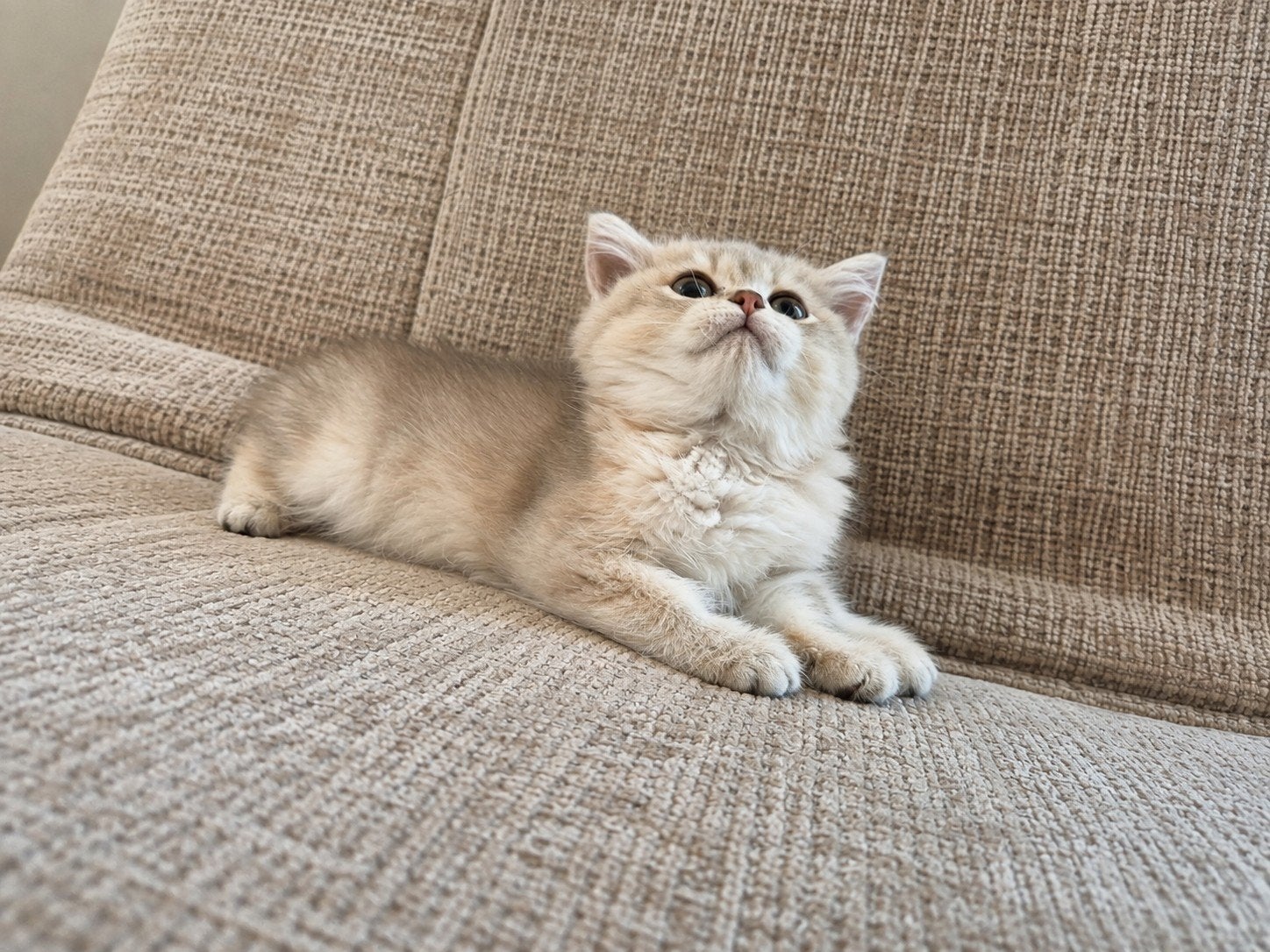 Prachtige raszuivere britse korthaar kittens, Dieren en Toebehoren, Katten en Kittens | Raskatten | Langhaar, Meerdere dieren