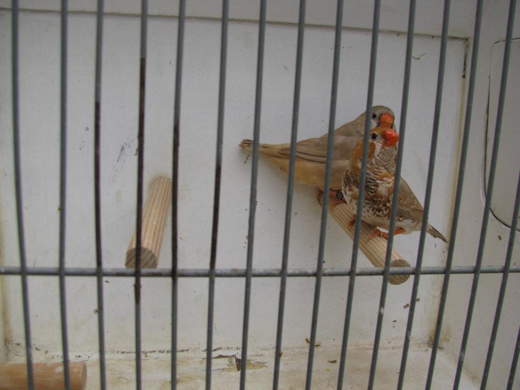 koppel oranjeborst zwartborst bruine zebravinken, Dieren en Toebehoren, Vogels | Overige Vogels, Meerdere dieren