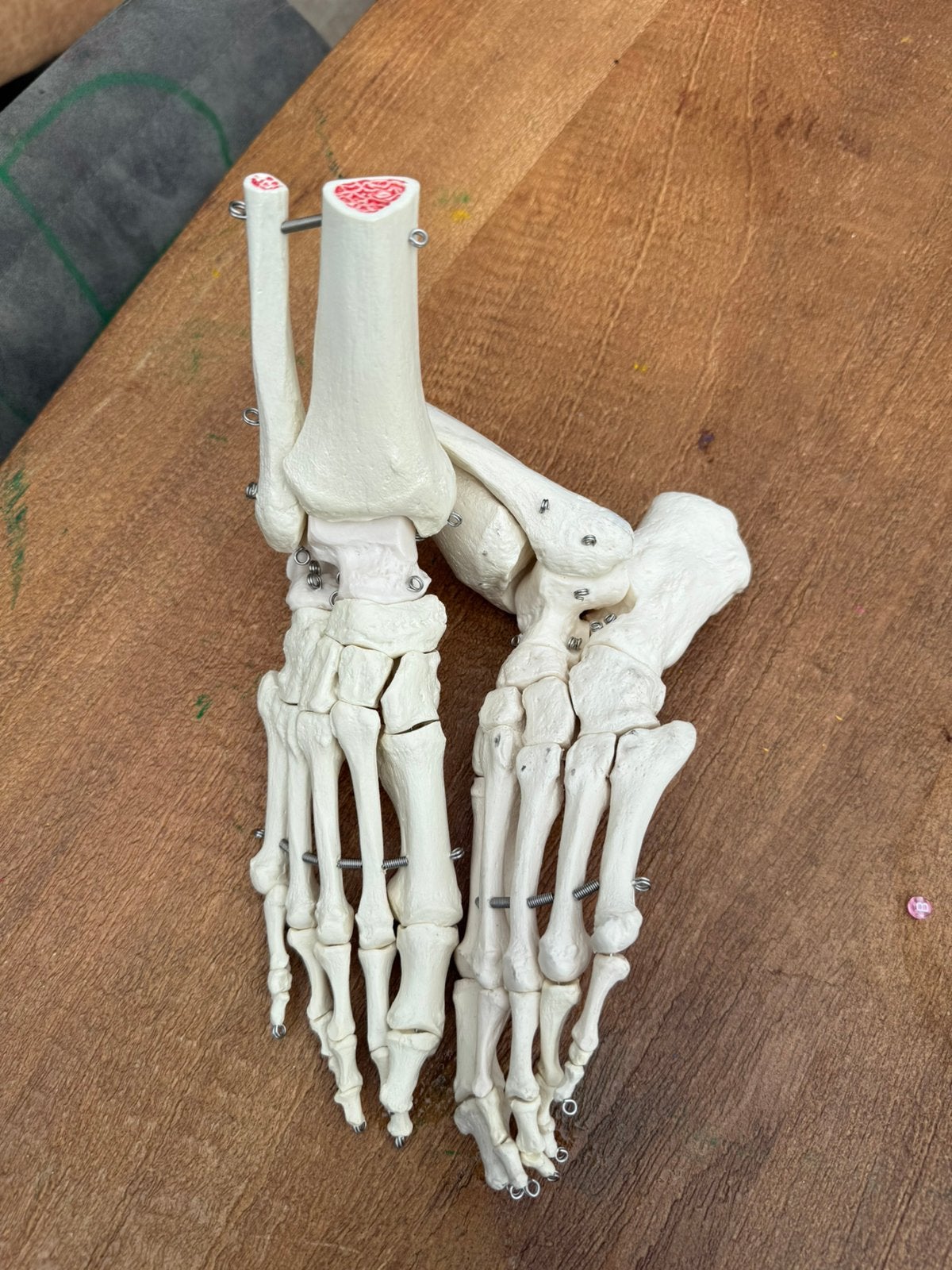 3B Scientific Anatomisch Model Voet & Enkel (A31)  Set, Ophalen, Zo goed als nieuw, Zilver, Overige materialen