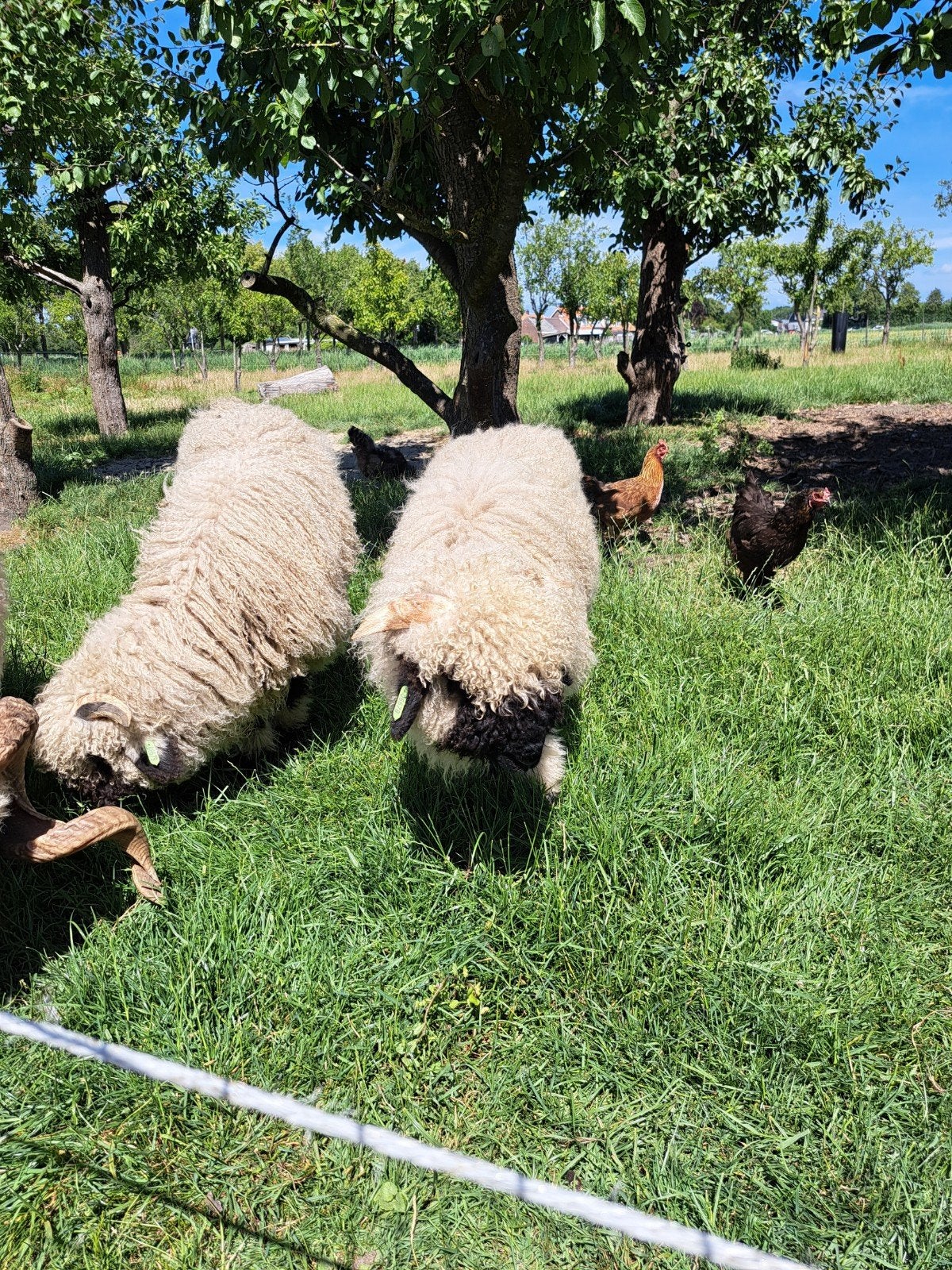 Walliser Schwarznase Ramlammeren, Dieren en Toebehoren, Schapen, Geiten en Varkens, Schaap, Mannelijk, 0 tot 2 jaar