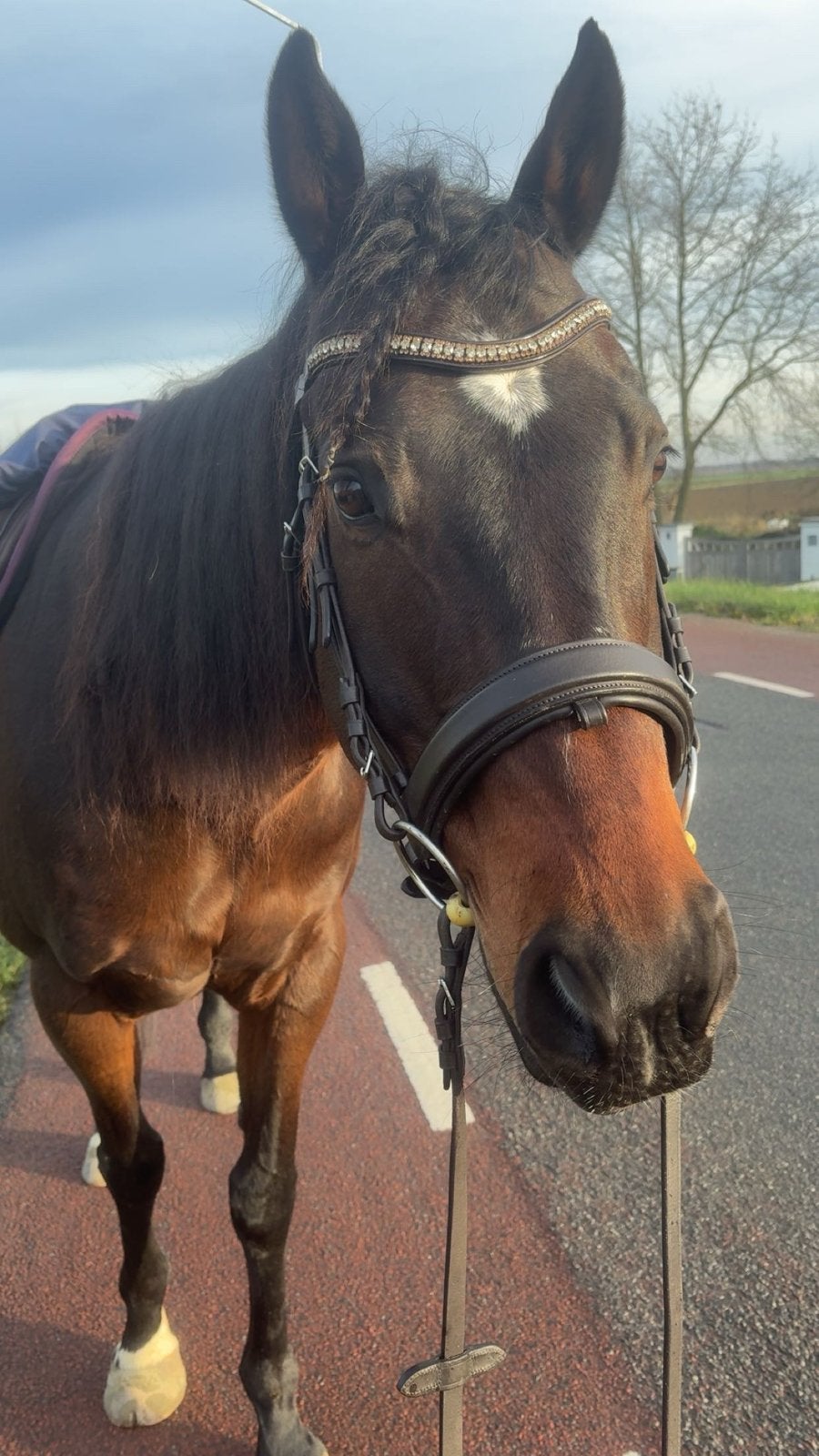 Verzorger gezocht voor 2 paarden, Ophalen of Verzenden