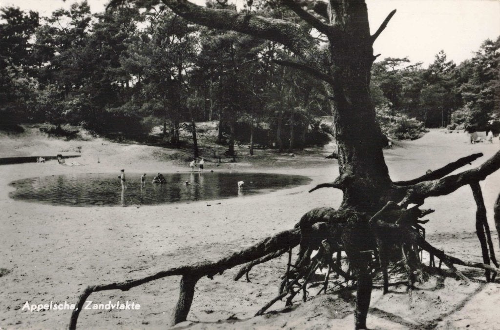 Appelscha Zandvlakte in de Duinen L2907, Ophalen, 1960 tot 1980, Gelopen, Friesland