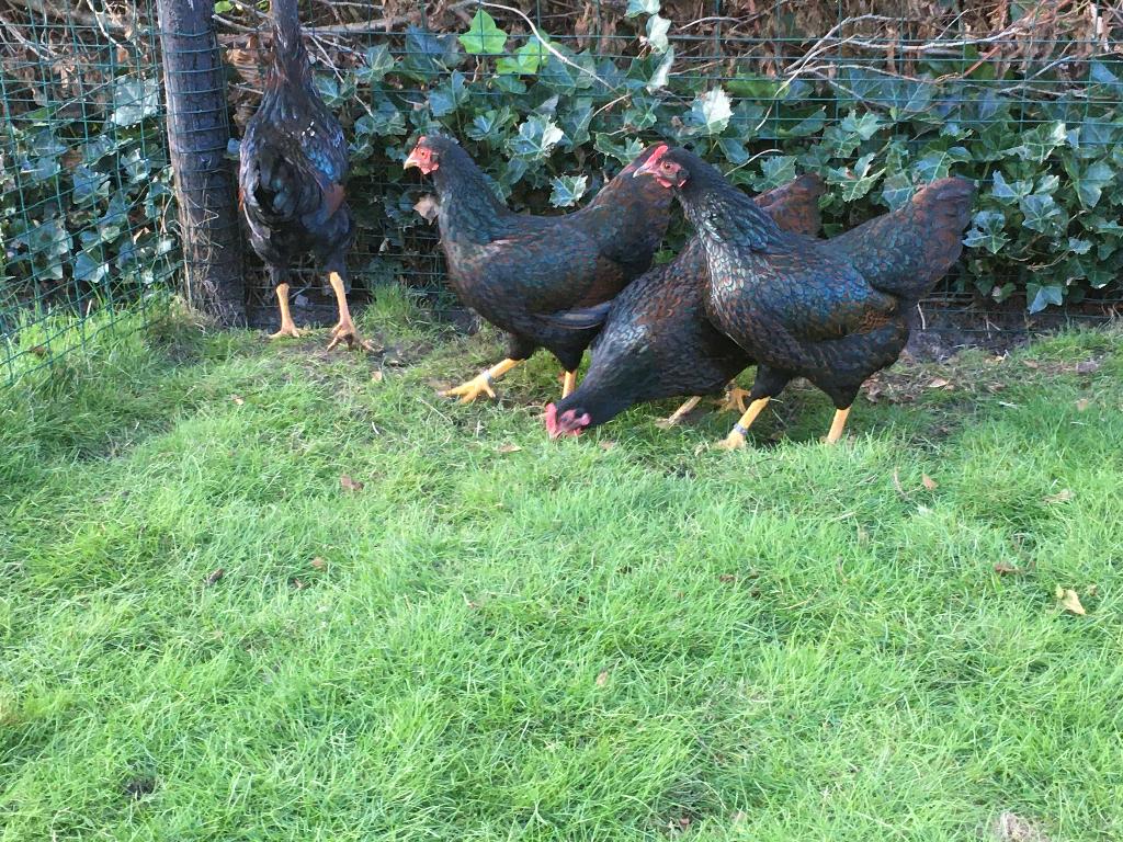 Barnevelder krielkippen, Dieren en Toebehoren, Pluimvee, Vrouwelijk, Kip