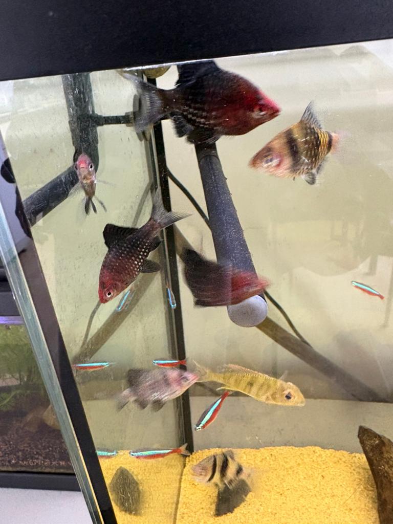 Black ruby barb/ pethia negrofasciatus, Dieren en Toebehoren, Vis